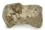 Fossil Plesiosaur Paddle Bone - Texas #322922-1